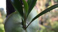 epifitismo platycerium alcycorne gs