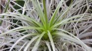 tillandsia particolare tectorum