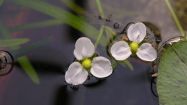 sagittaria subulata