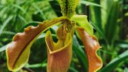 05 paphiopedilum ibrido