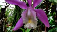 cattleya loddigesii