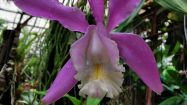 cattleya loddigesii