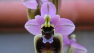 ophrys tenthredinifera