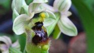 ophrys tenthredinifera